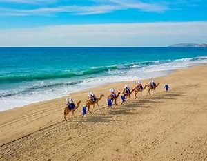 Camel Tour & Mexican Buffet
