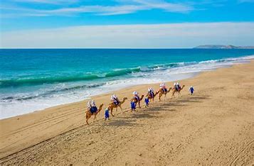 Camel Tour & Mexican Buffet