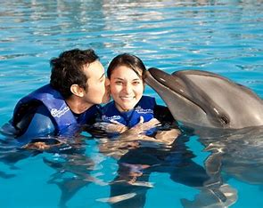 Dolphin Encounter - Image 3