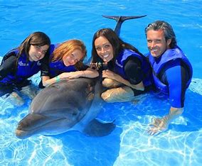 Dolphin Encounter - Image 4