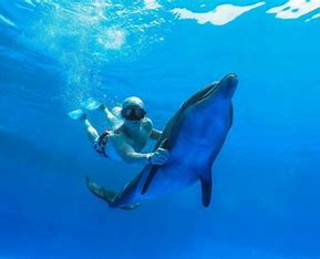 Premium Dolphin Swim