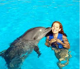 Dolphin Encounter - Image 6