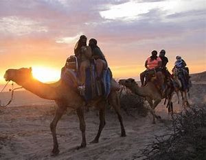 Camel Tour & Mexican Taco Bar