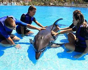 Dolphin Encounter - Image 2